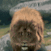 Lion D'atlas